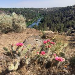 images/retreats/gallery2/cactus-river.jpg